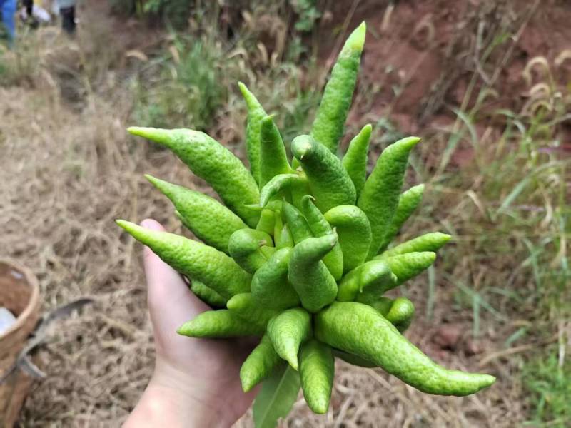 观赏佛手果大量有货