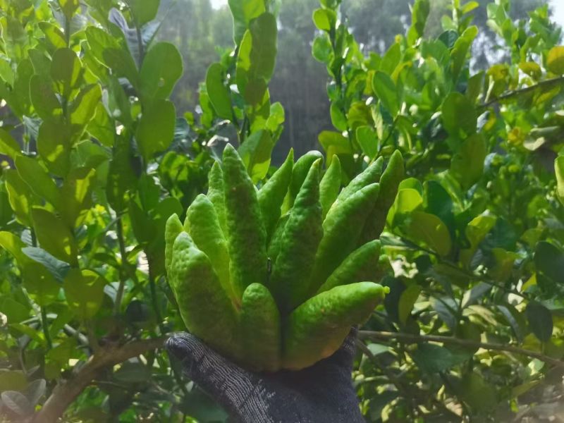 观赏佛手果大量有货