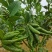 观赏佛手果大量有货