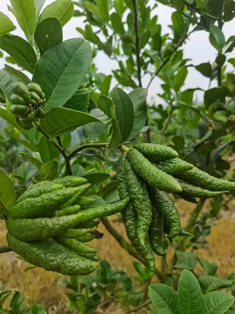 观赏佛手果大量有货