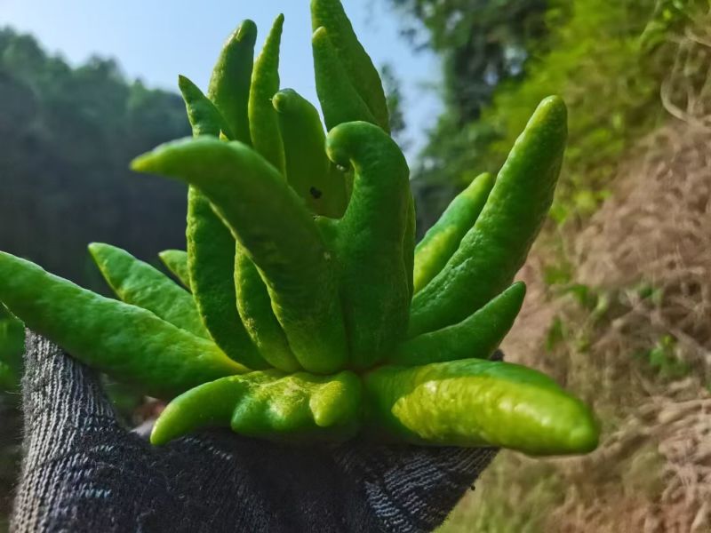 观赏佛手果大量有货