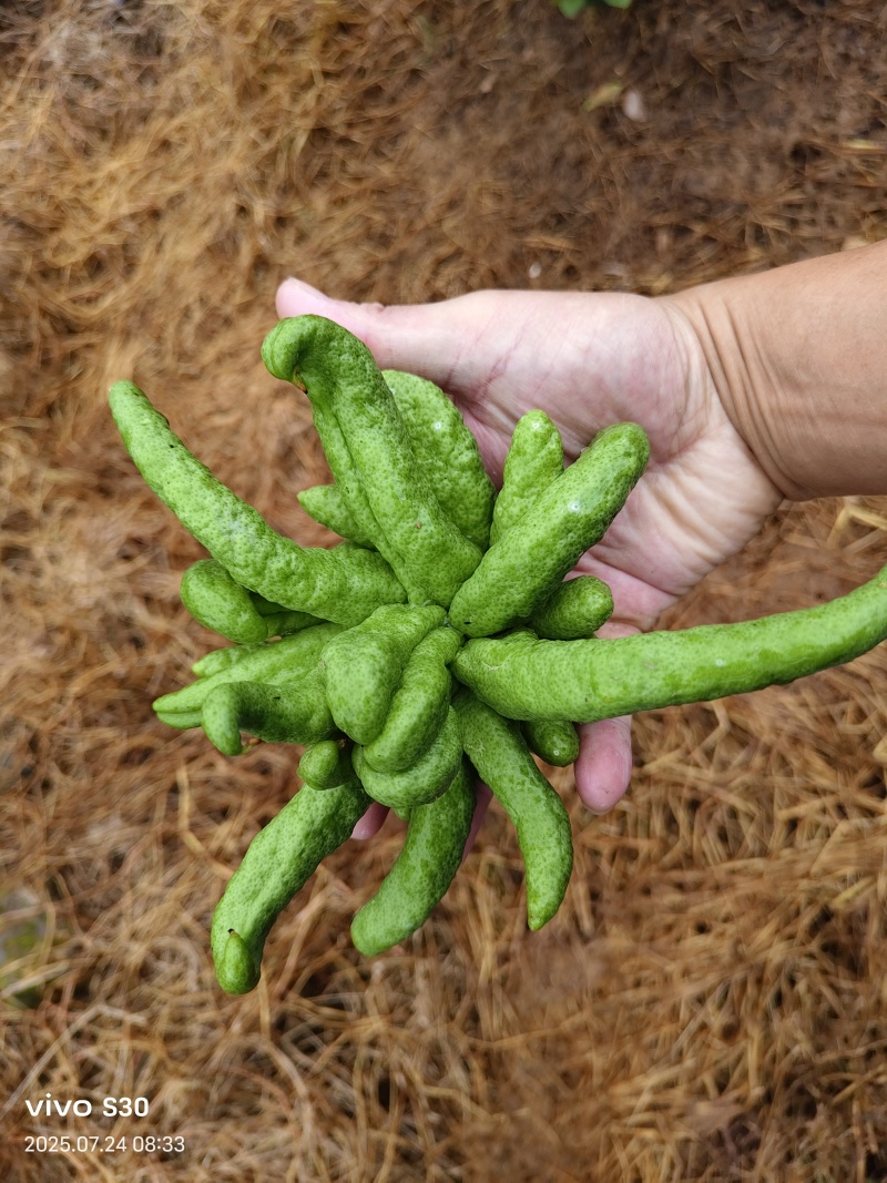 观赏佛手果大量有货