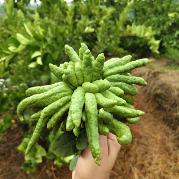 观赏佛手果大量有货