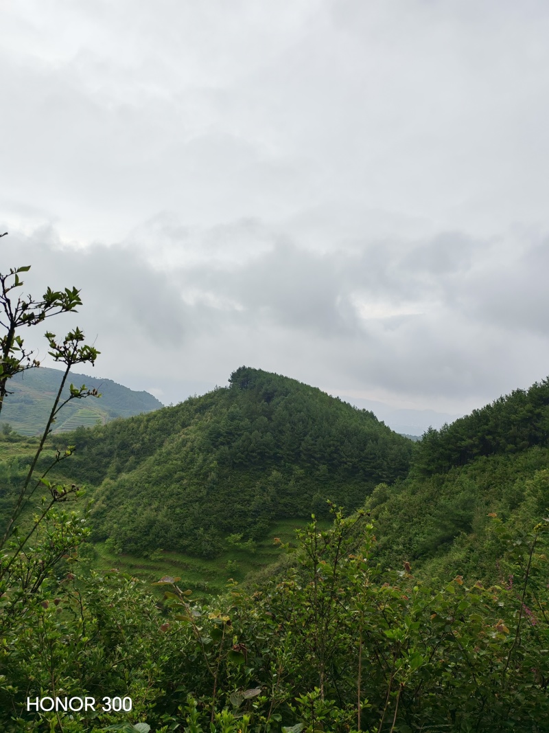 鲜八角