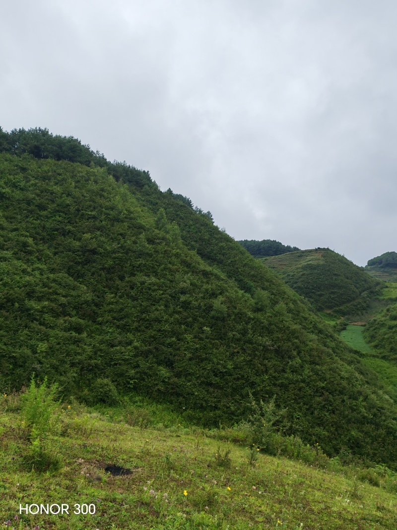 鲜八角