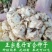 卷丹百合新鲜现挖种球龙山百合种球湖北恩施产地自产宜兴百合