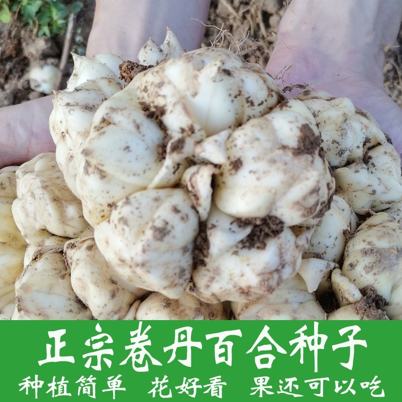 卷丹百合新鲜现挖种球龙山百合种球湖北恩施产地自产宜兴百合