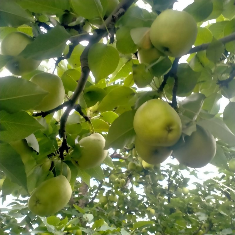 早酥梨