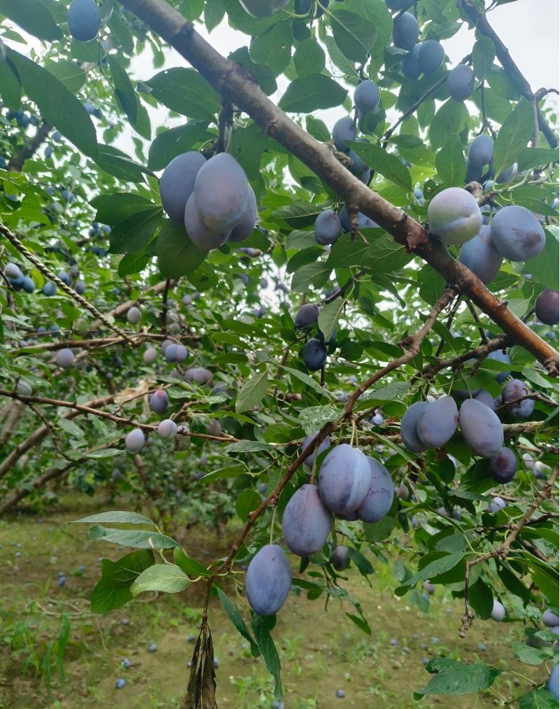 山西西梅，新鲜现摘，快速发货