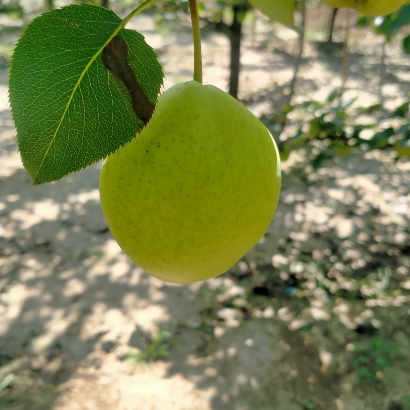 早酥梨