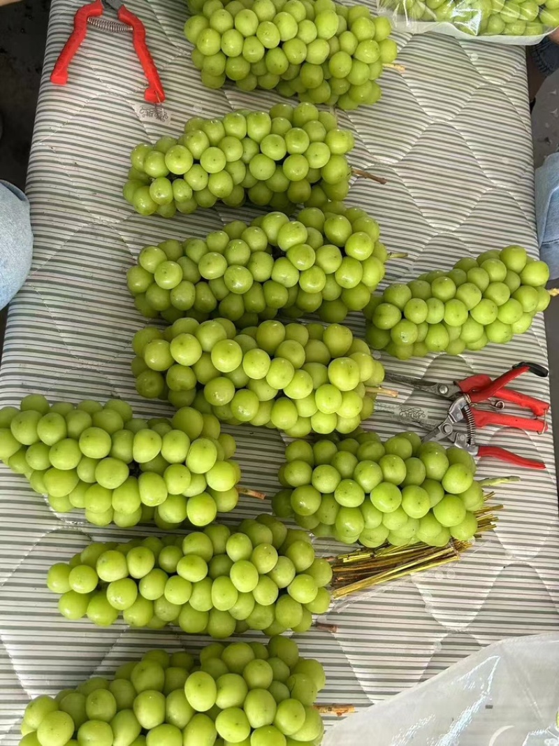 陕西大荔阳光玫瑰葡萄大量上市中，产地一手货源，视频看货