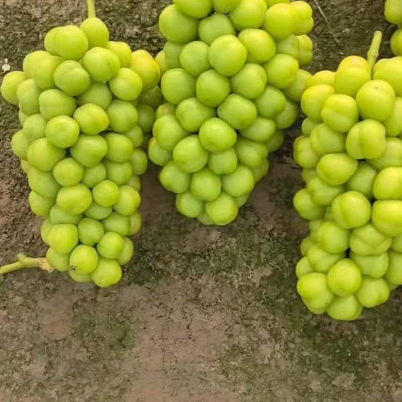 阳光玫瑰