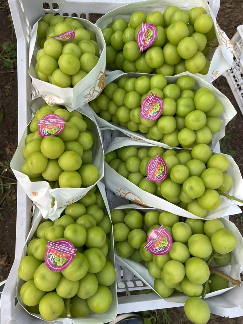 阳光玫瑰