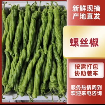 海南临高产地直发精品螺丝椒价格便宜质量保证大量现货
