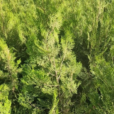 侧柏价格低，质量好，基地直供，量大优惠，支持看苗