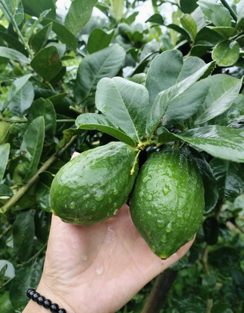 【香水柠檬】广东产地香水柠檬量大从优，可对接全国市场