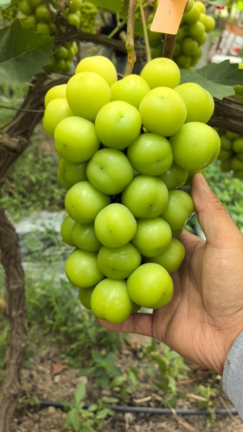 嘉兴地产阳光玫瑰，低糖15+，口感好价格低