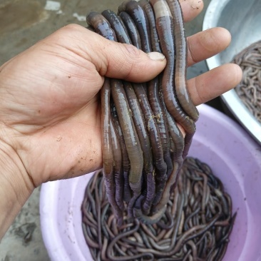广地龙，黑蚯蚓，