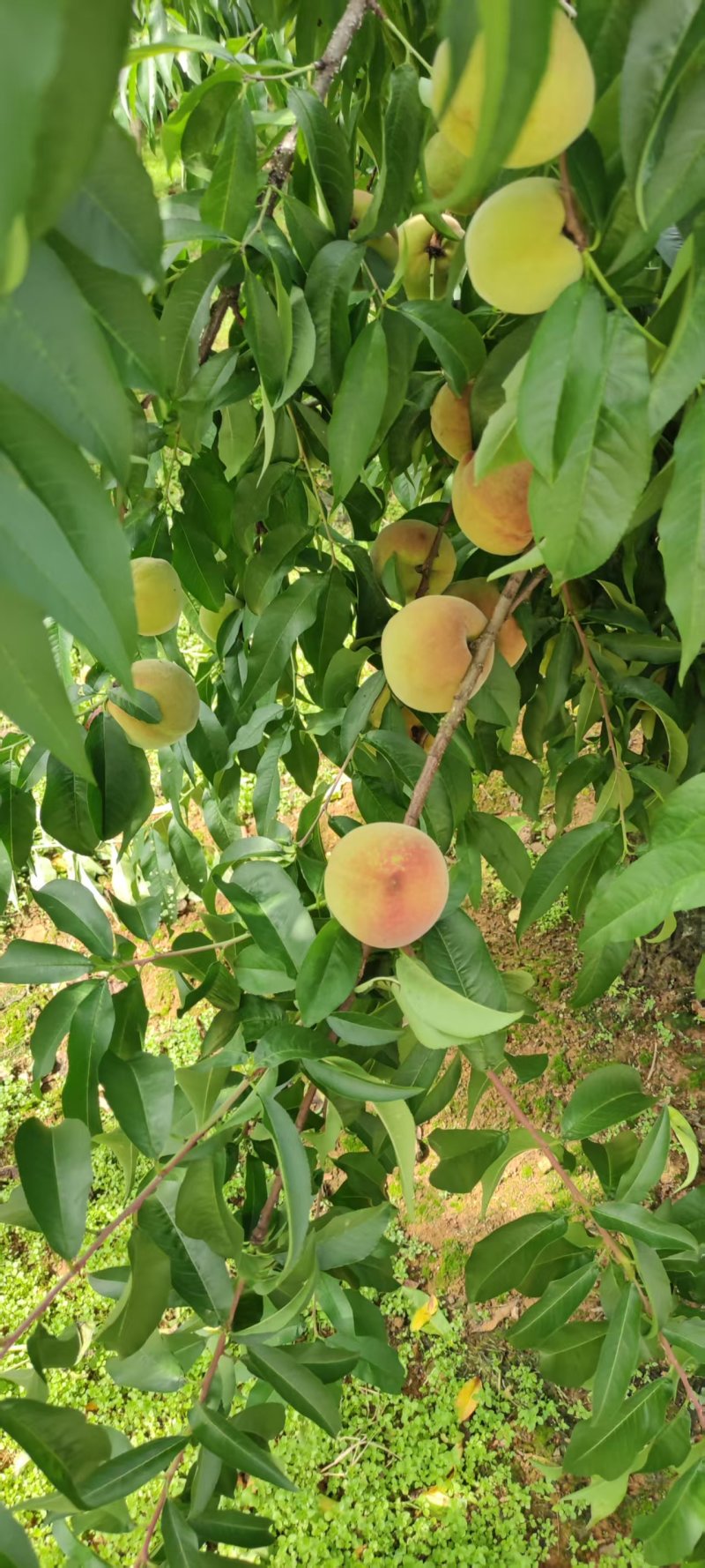 苹果桃大量上市中