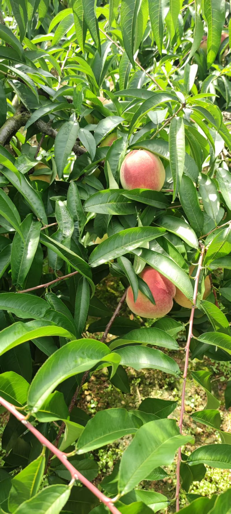 苹果桃大量上市中