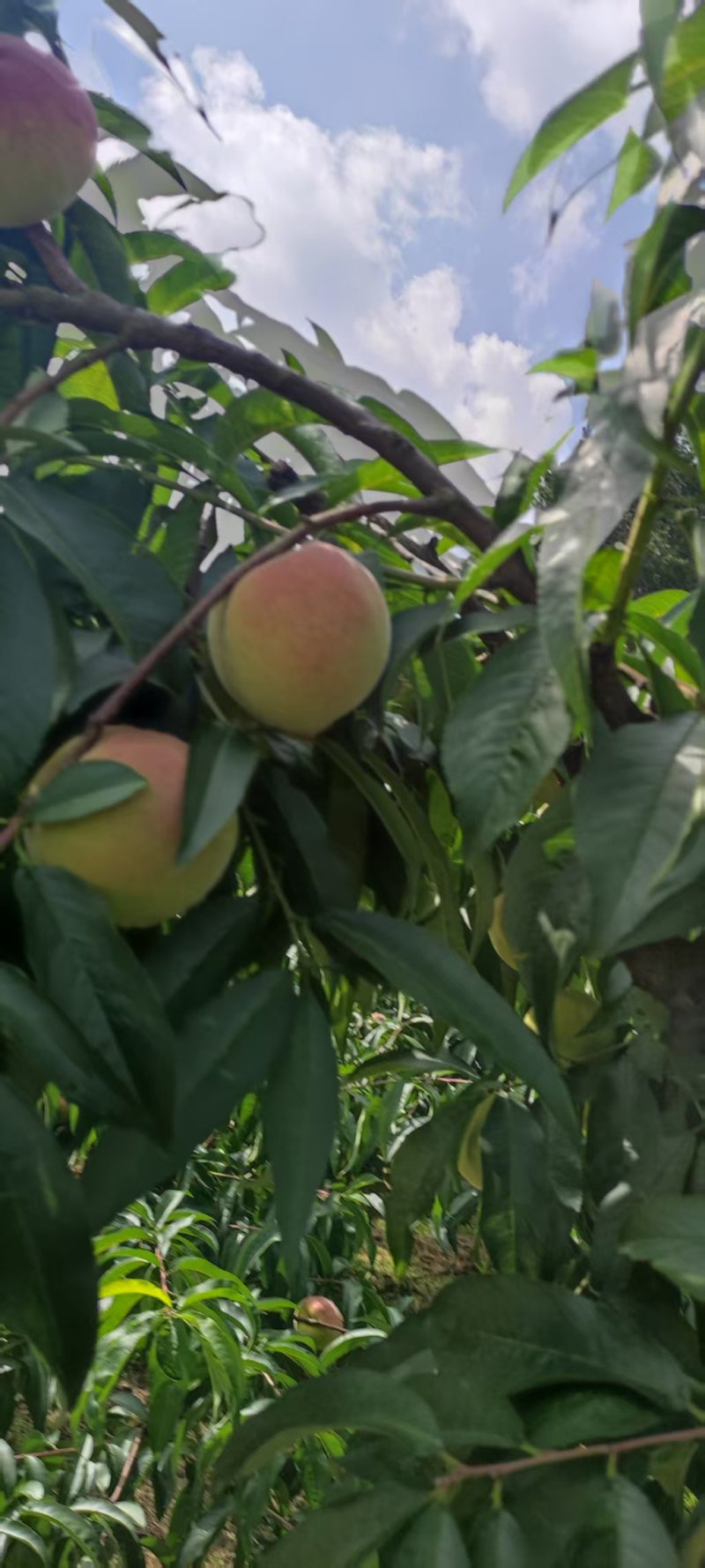 苹果桃大量上市中
