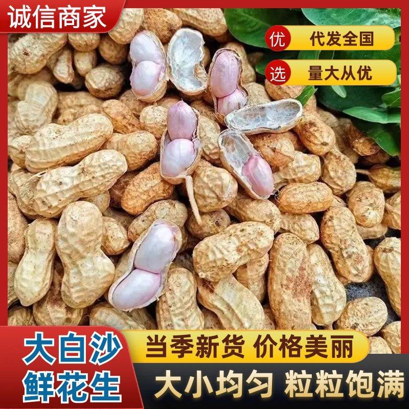 大白沙花生带壳鲜花生开封花生大量上市大白沙四粒红鲜货