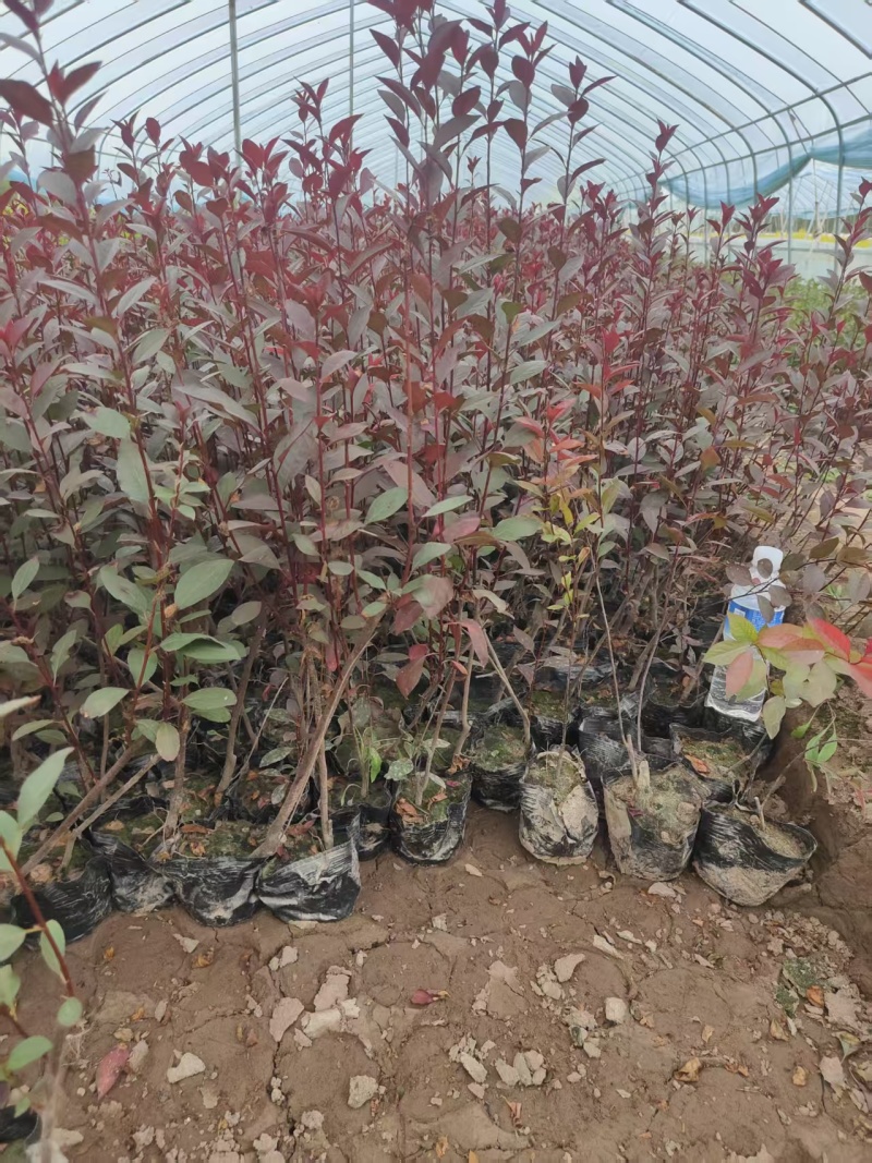 营养杯紫叶矮樱大量出售50-60公分紫叶矮樱，基地直供