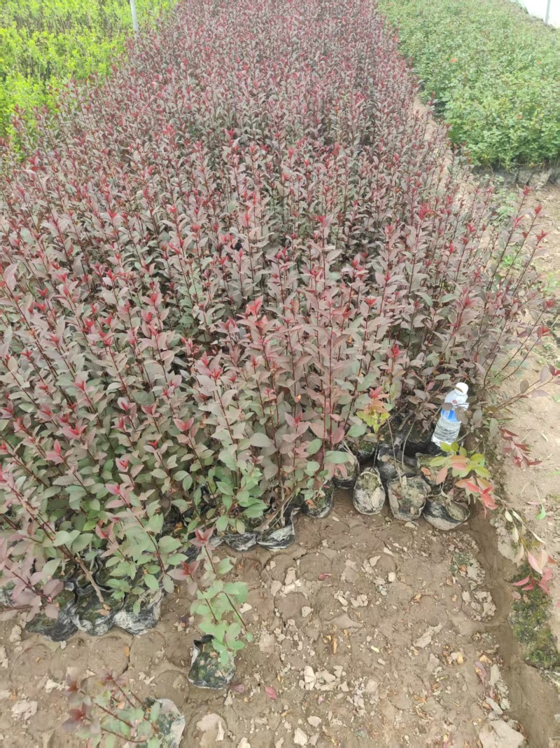 营养杯紫叶矮樱大量出售50-60公分紫叶矮樱，基地直供