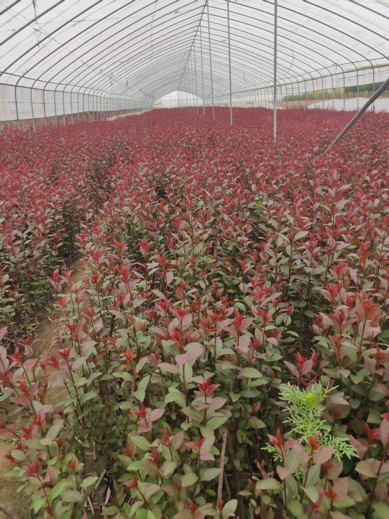营养杯紫叶矮樱大量出售50-60公分紫叶矮樱，基地直供