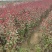 营养杯紫叶矮樱大量出售50-60公分紫叶矮樱，基地直供