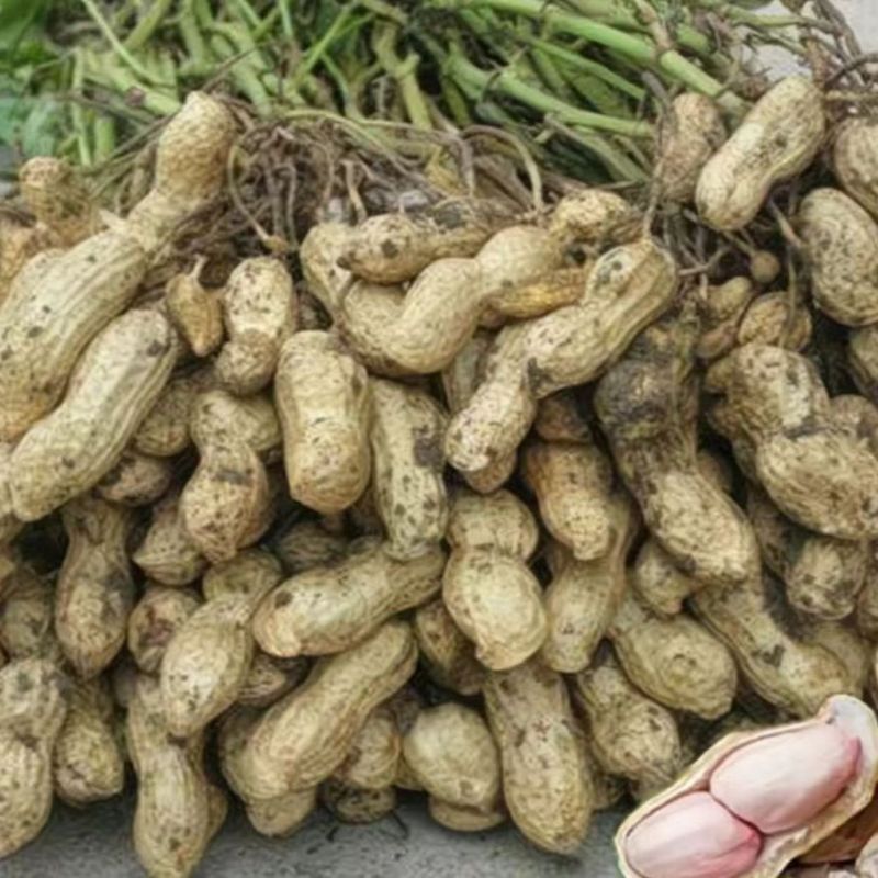 大白沙花生带壳鲜花生开封花生大量上市大白沙四粒红鲜货