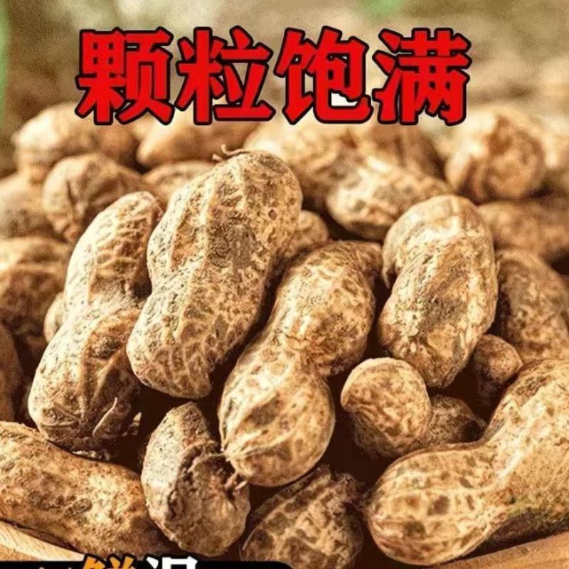 大白沙花生带壳鲜花生开封花生大量上市大白沙四粒红鲜货