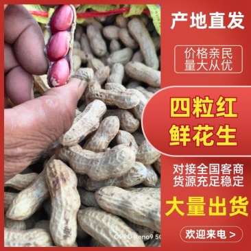 四粒红花生鲜货，产地直发精品鲜花生大量供应，大白沙四粒红