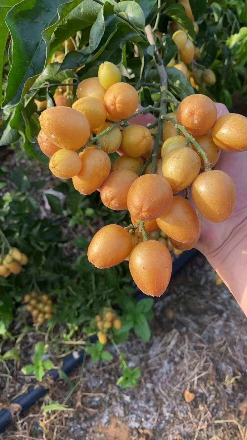 鸡心黄皮