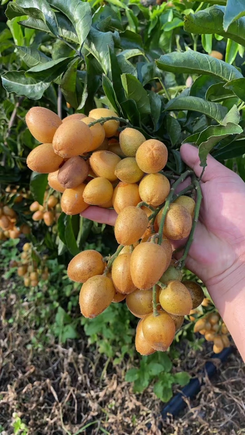 鸡心黄皮