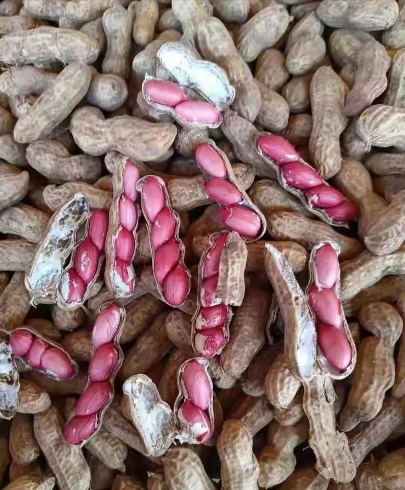 四粒红花生鲜货，产地直发精品鲜花生大量供应，大白沙四粒红