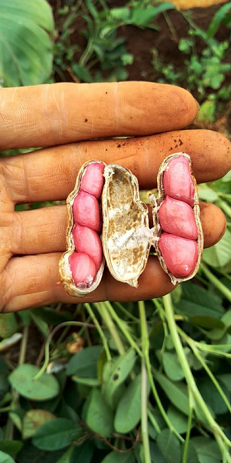 四粒红花生鲜货，产地直发精品鲜花生大量供应，大白沙四粒红