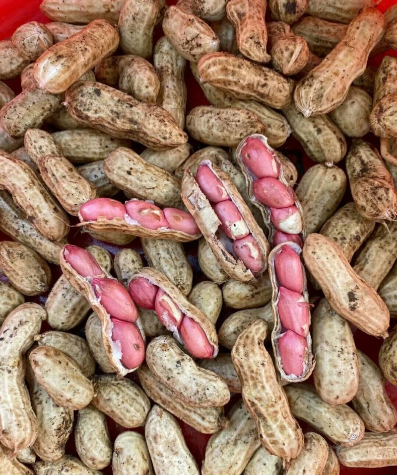四粒红花生鲜货，产地直发精品鲜花生大量供应，大白沙四粒红