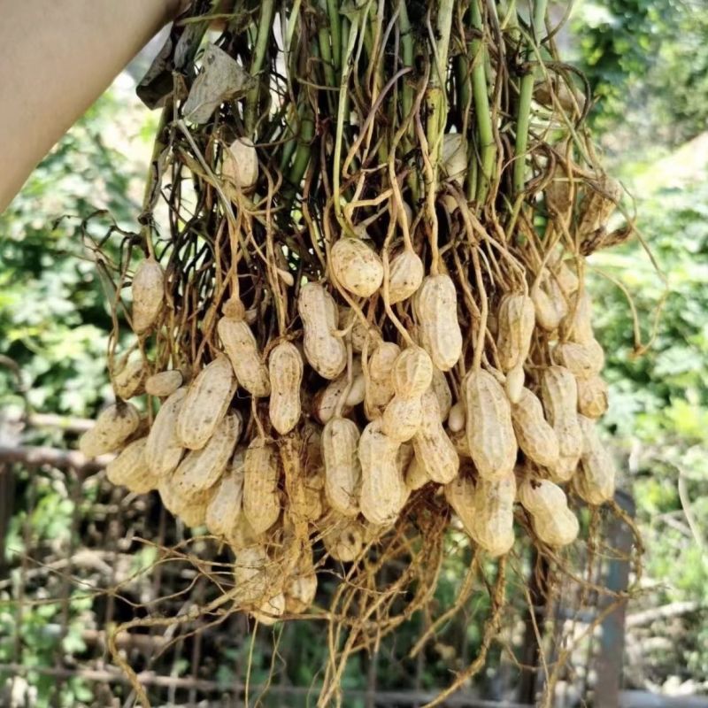 四粒红花生鲜货，产地直发精品鲜花生大量供应，大白沙四粒红