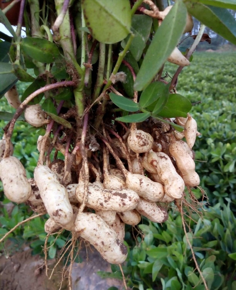 四粒红花生鲜货，产地直发精品鲜花生大量供应，大白沙四粒红