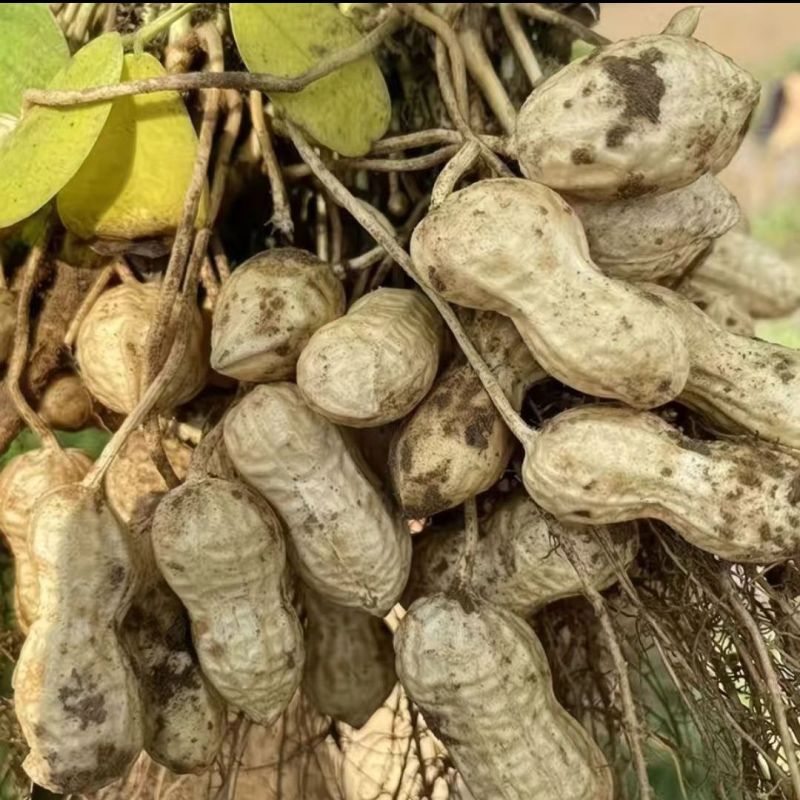 四粒红花生鲜货，产地直发精品鲜花生大量供应，大白沙四粒红