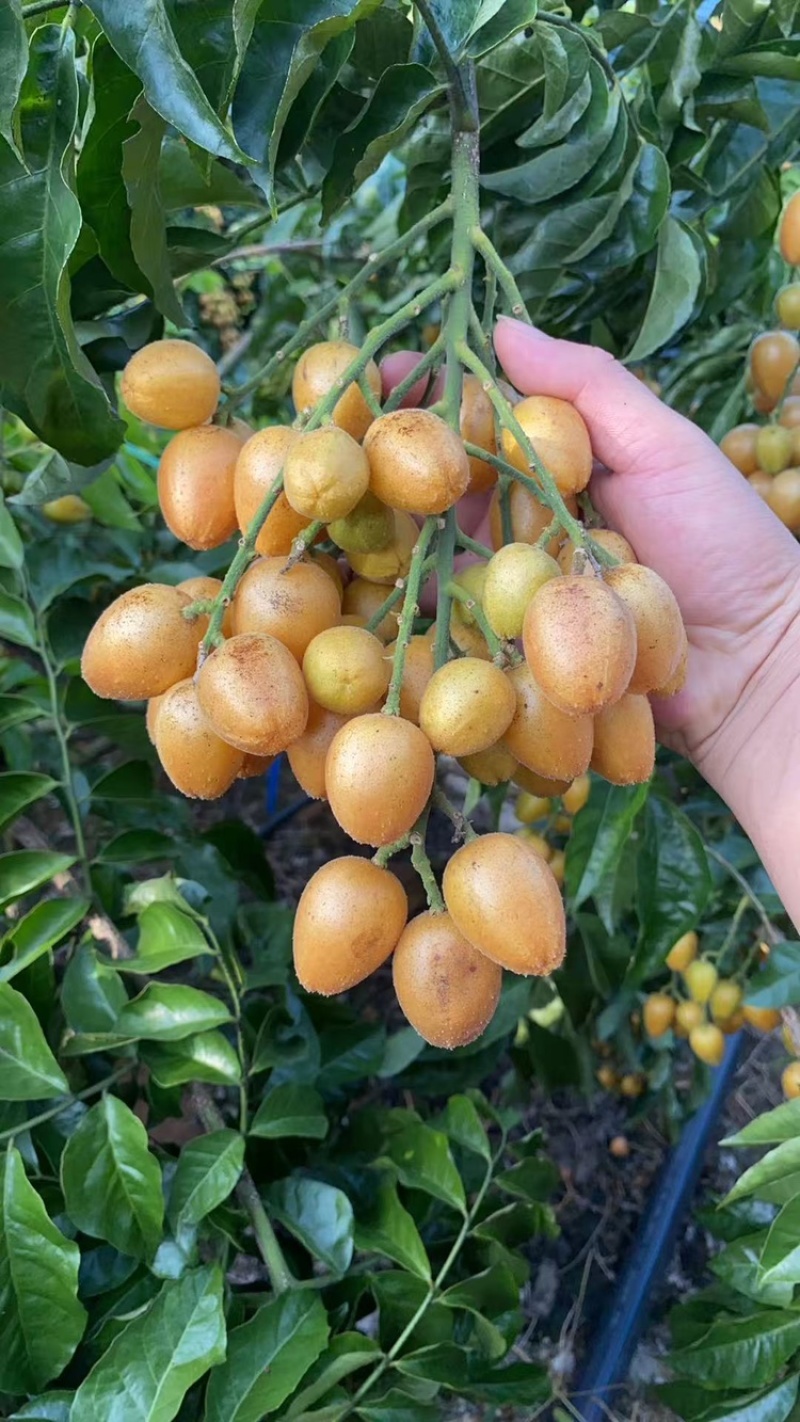 广西桂林平乐鸡心黄皮，无籽黄皮，欢迎各市场商家对接，精品货