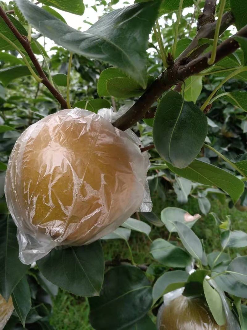 永川黄花梨，圆黄梨种植户，一手货源