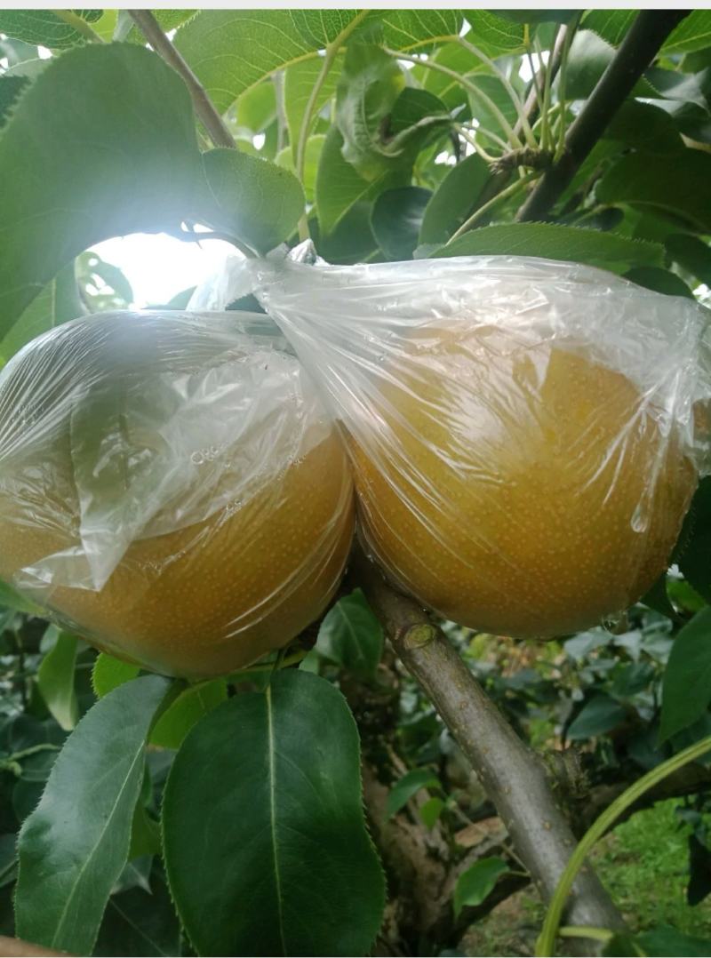 永川黄花梨，圆黄梨种植户，一手货源