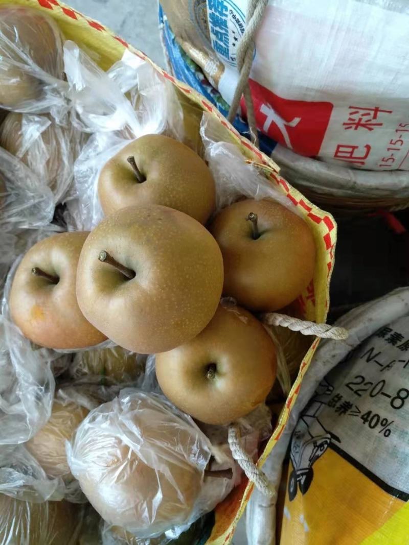永川黄花梨，圆黄梨种植户，一手货源