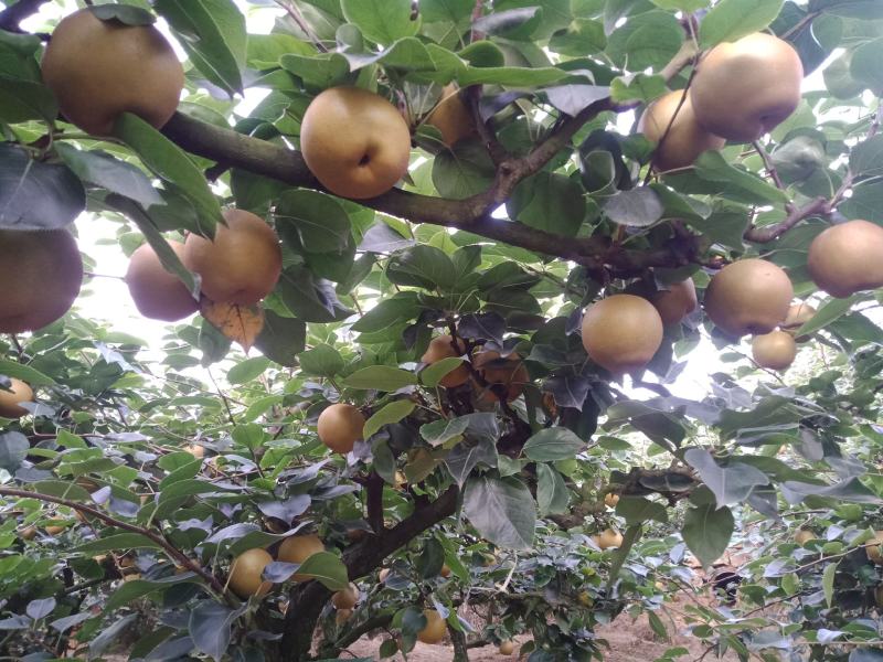 永川黄花梨，圆黄梨种植户，一手货源