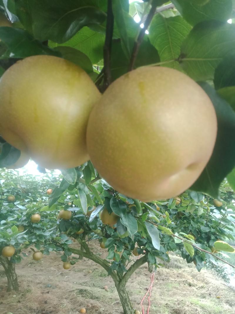 永川黄花梨，圆黄梨种植户，一手货源