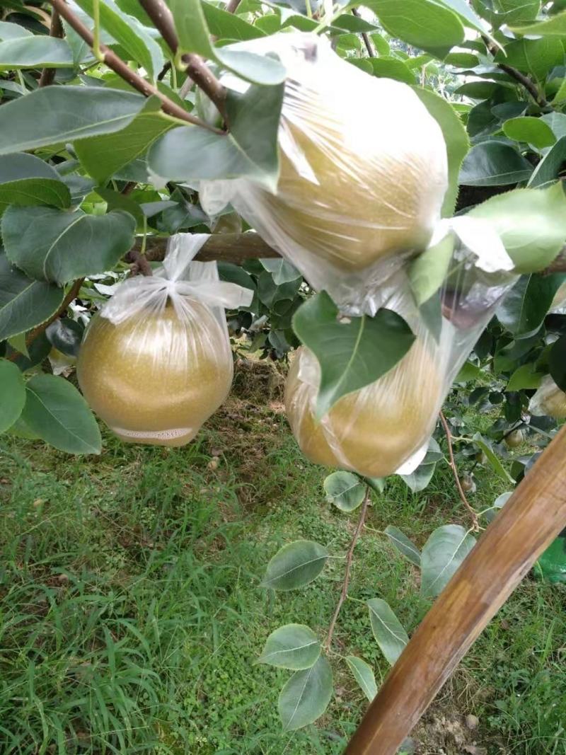 永川黄花梨，圆黄梨种植户，一手货源