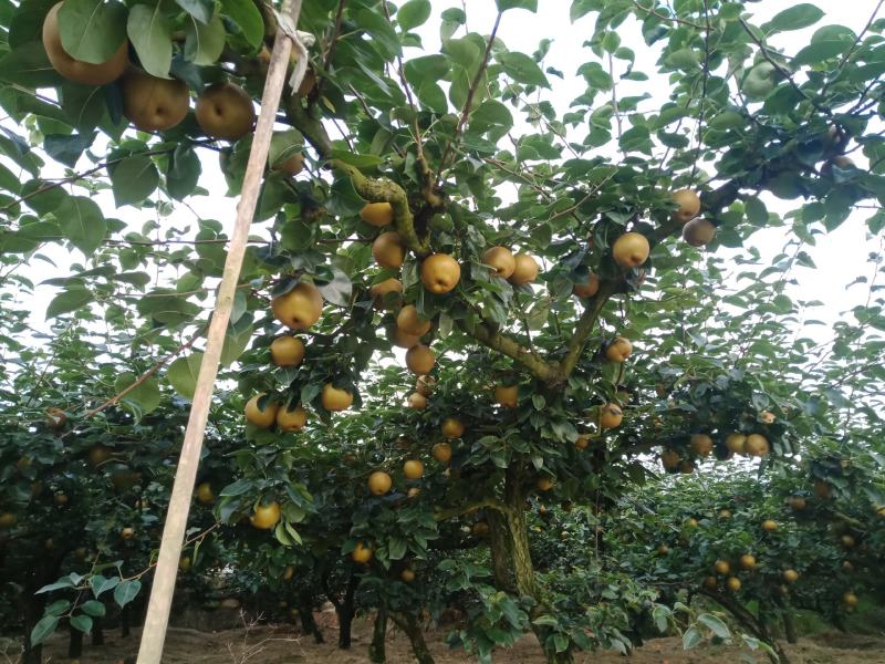 永川黄花梨，圆黄梨种植户，一手货源