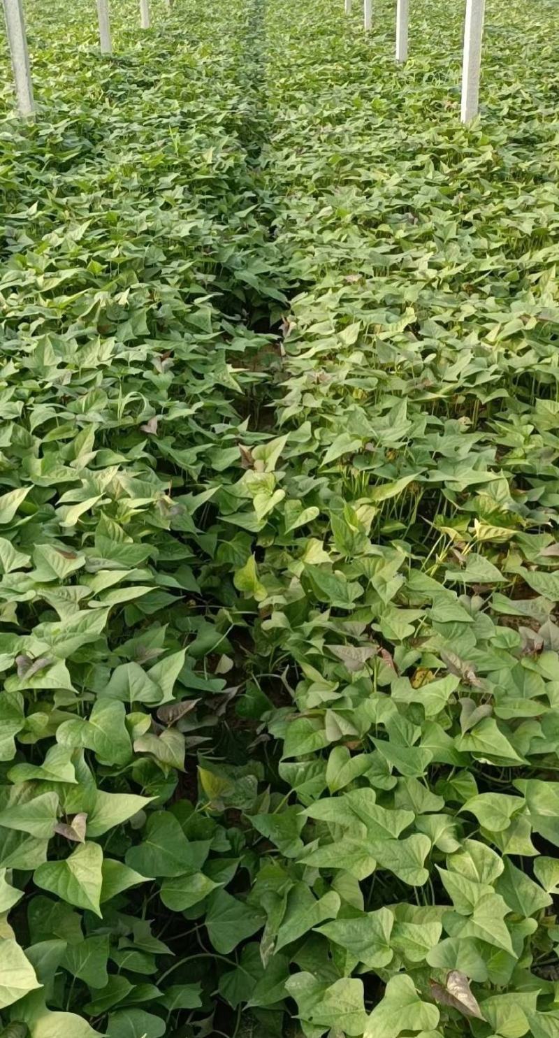 精品西瓜红红薯，产地直发地瓜龙九，济薯33开封红薯